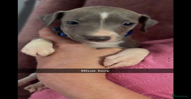 Italian Greyhound dogs - Advert 10
