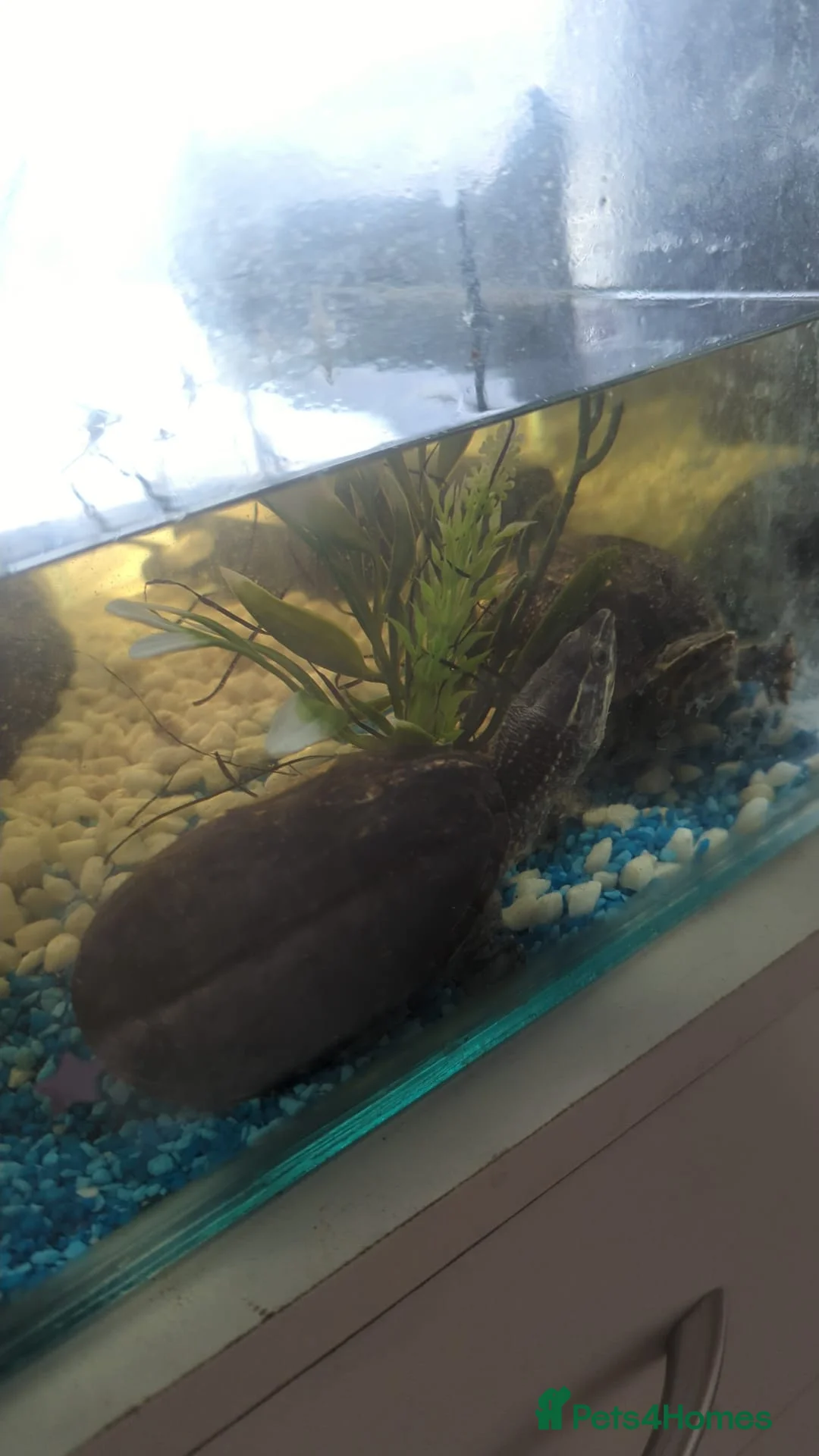 Turtle reptiles for sale: Musk turtles  - Advert 8