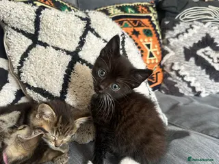 Mixed Breed cats 2 Beautiful Kittens Remaining - Advert 10