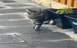 Mixed Breed cats for sale: 2x Female mixed breed kittens for sale  - Image 5