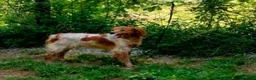 Brittany Spaniel dogs for adoption: Xiloe - Advert 2