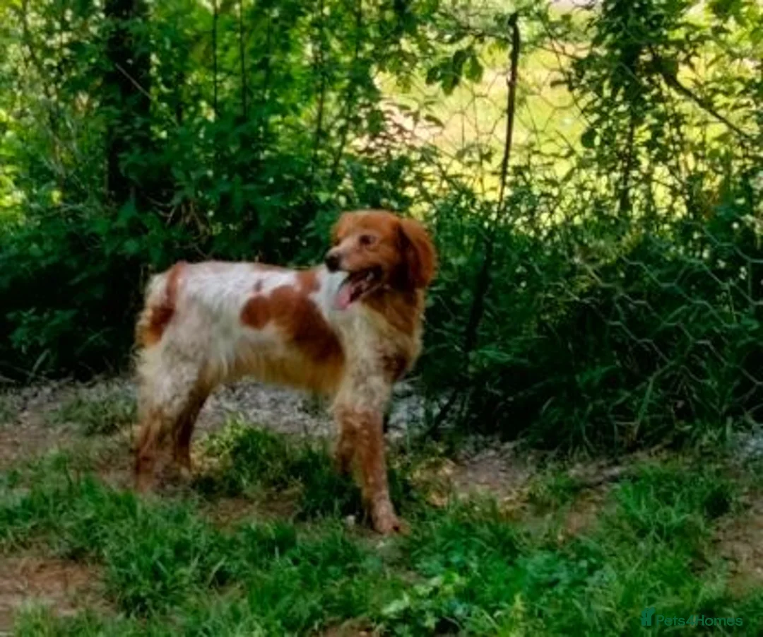 Brittany Spaniel dogs for adoption: Xiloe - Advert 2