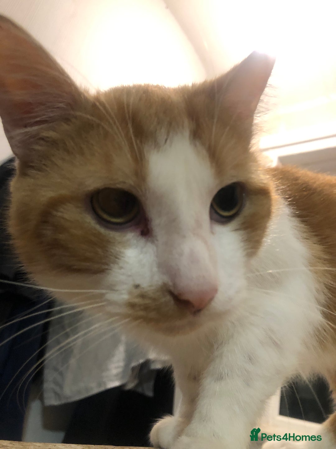 Mixed Breed cats for sale: Free cats need saving! Ignore price  - Image 2