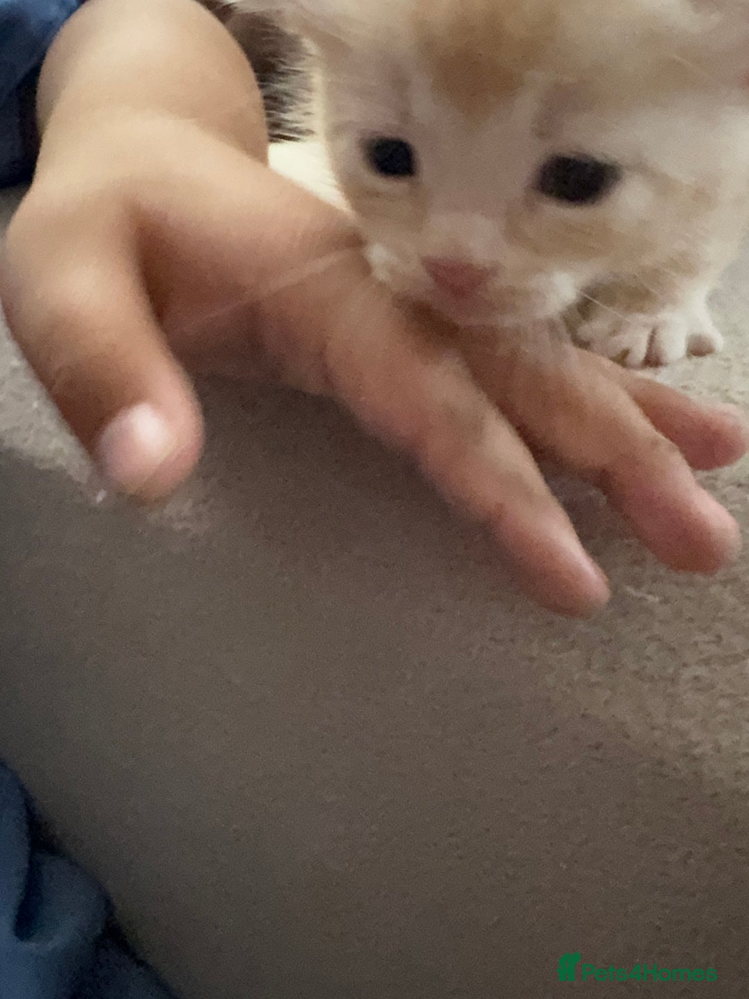 Bengal cats for sale: Bengal and British shorthair mix ginger kitten - Advert 21