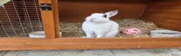Rex rabbits for sale: Gorgeous broken chocolate vm Mini Rex - Advert 2