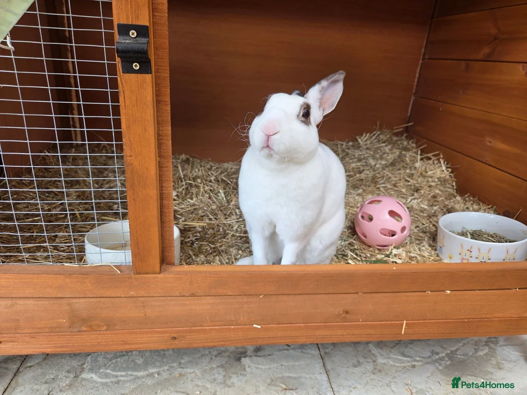 Rex rabbits for sale: Gorgeous broken chocolate vm Mini Rex - Advert 2
