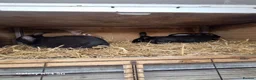 New Zealand rabbits for sale: New Zealand - Advert 5