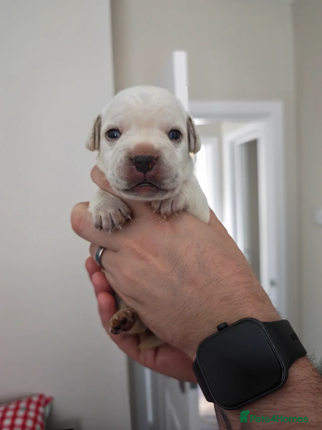 Mixed Breed dogs for sale: French Bulldog Cross Pups - Advert 2