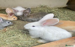 Continental Giant rabbits for sale: Continental Giant Baby Rabbits Ready to go - Image 3