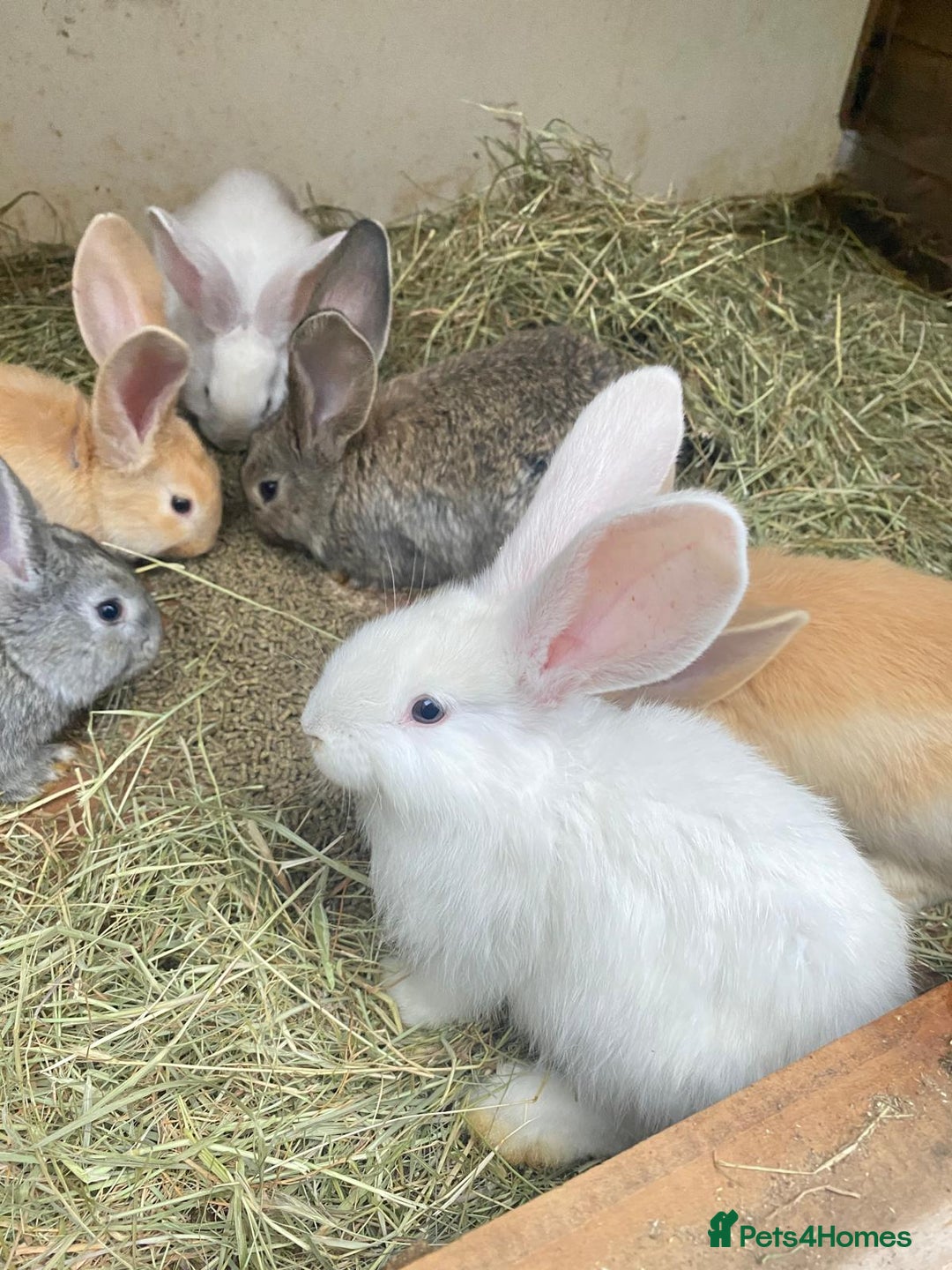 Continental Giant rabbits for sale: Continental Giant Baby Rabbits Ready to go - Image 3