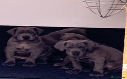 Great Dane dogs for sale: Great Dane puppies looking for forever homes  - Image 11