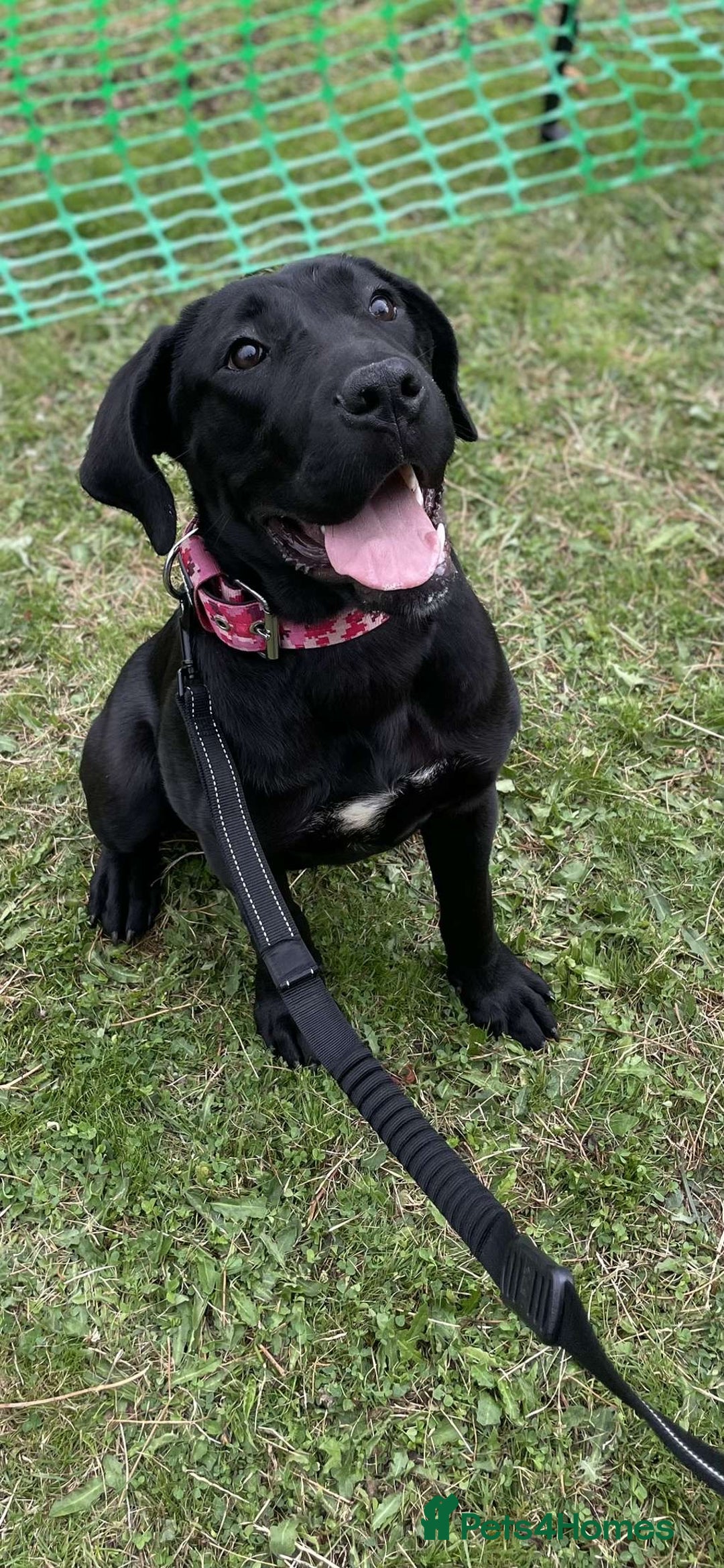 Mixed Breed dogs for sale: Mercy  - Image 5