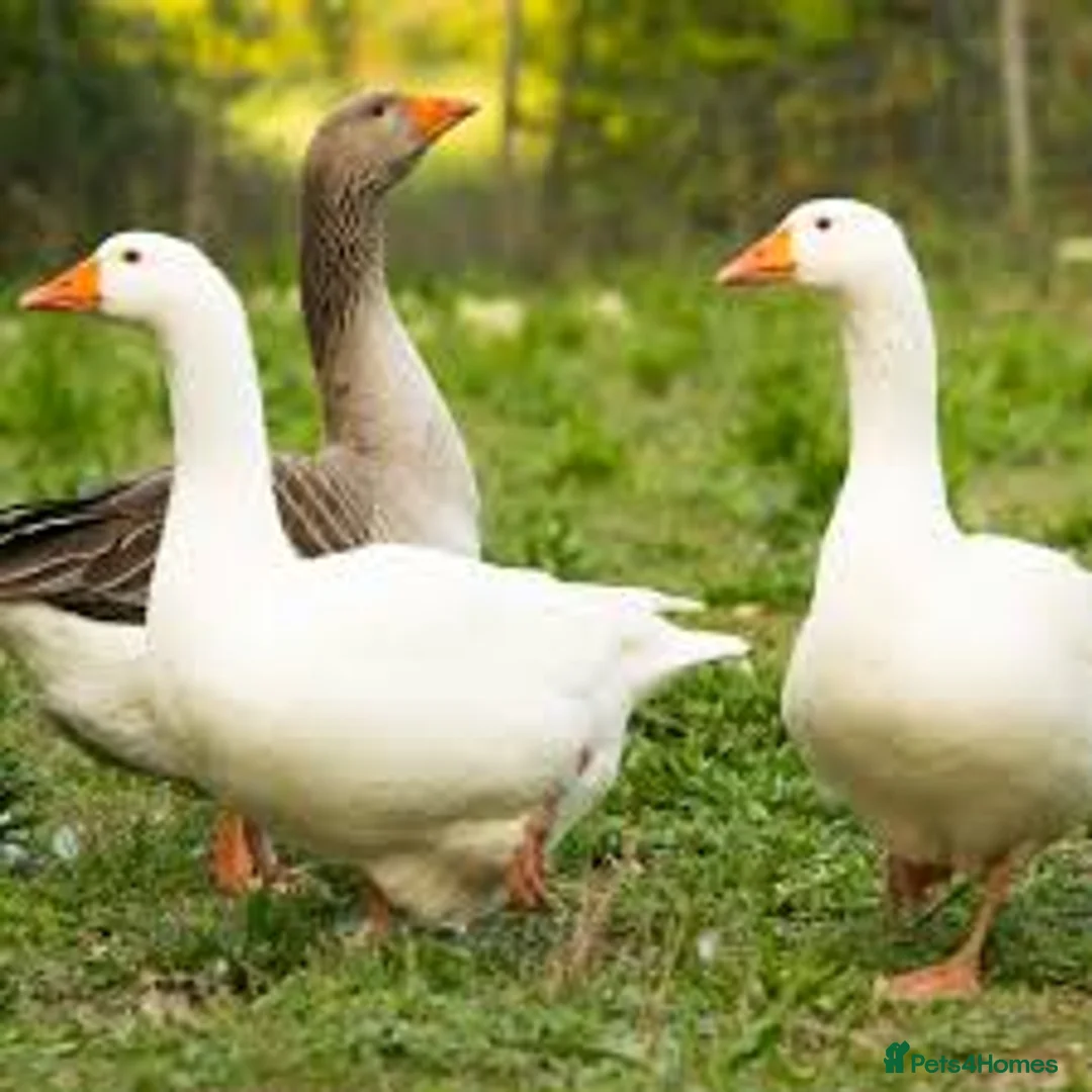 Geese poultry for sale: Emden/Toulouse goslings for sale - Advert 2