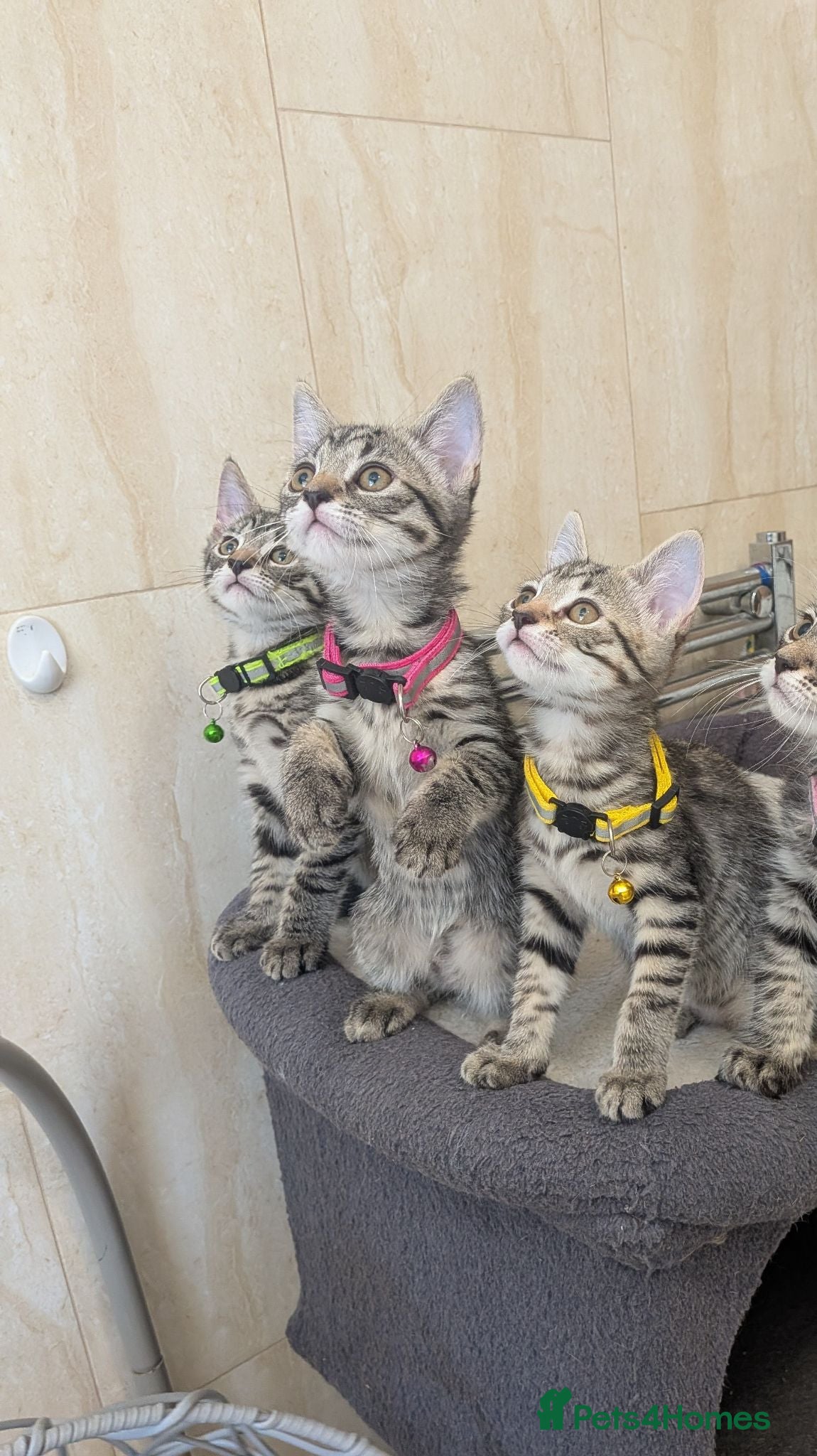 Mixed Breed cats Adorable kittens in London(SE18)😻😍😻 - Advert 2