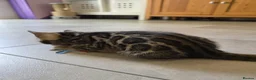Bengal cats for sale: Pure Bengals Stunning Colour-ready for rezervation - Advert 31