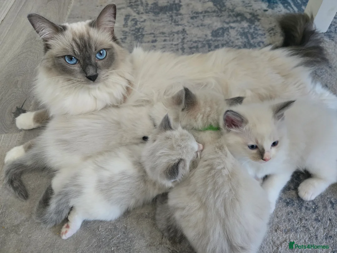 Ragdoll cats for sale: Mitted Pedigree Ragdoll Queen - Advert 3