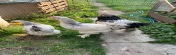 Chickens poultry for sale: 6 Polish Bantam hatching eggs - Advert 6