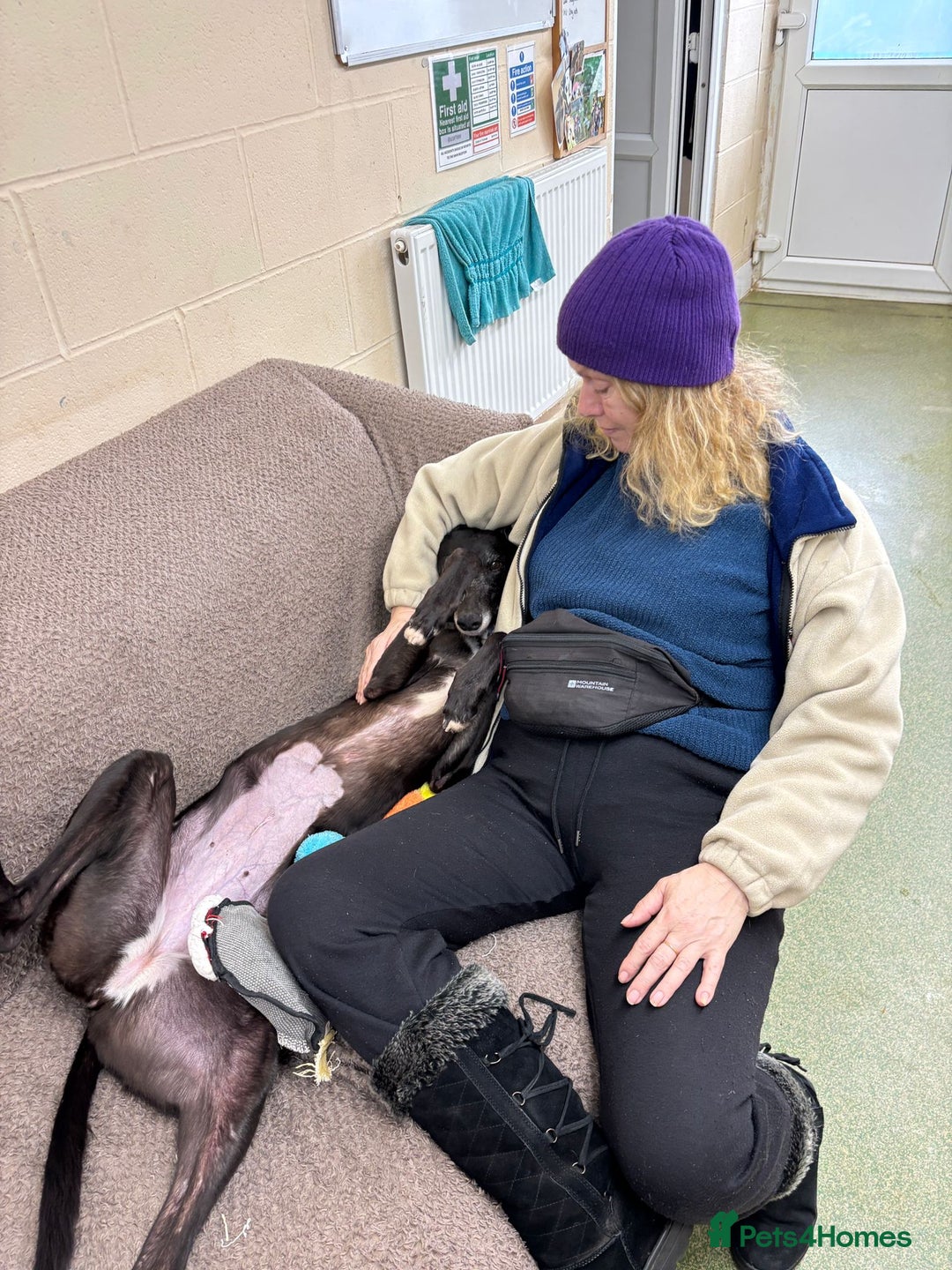 Greyhound dogs for adoption: Iris  - Advert 4