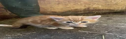Mixed Breed cats for sale: Farm kittens - Advert 7