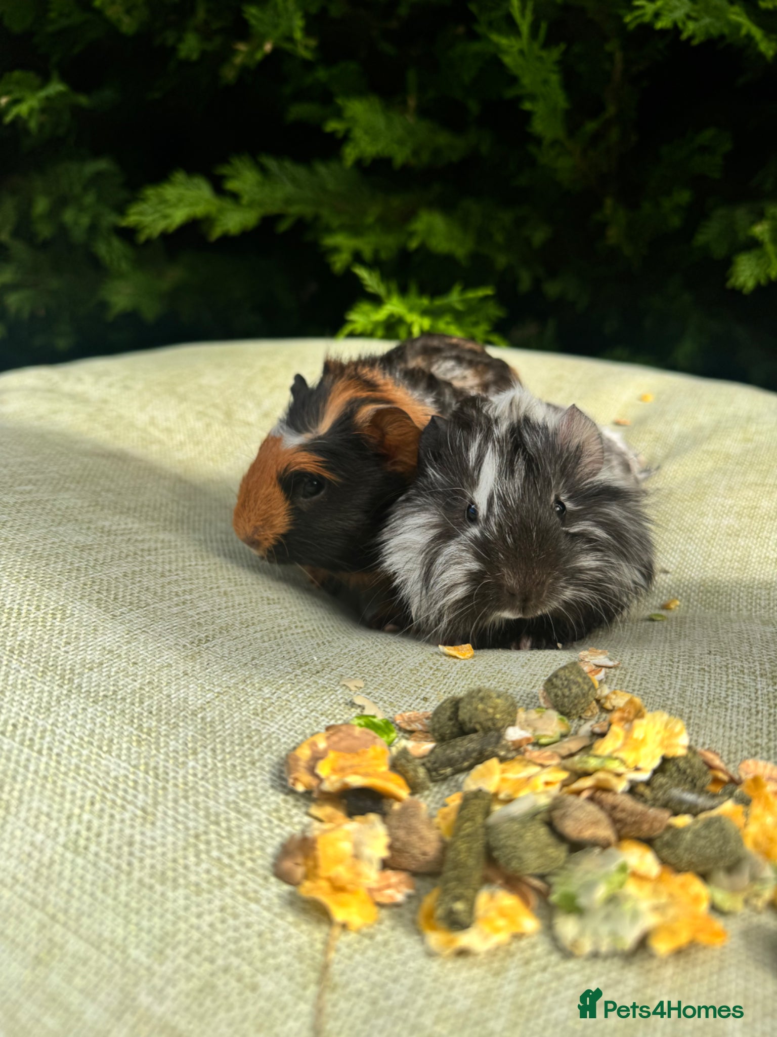 Guinea Pig rodents for sale: Baby guinea pigs  - Advert 7