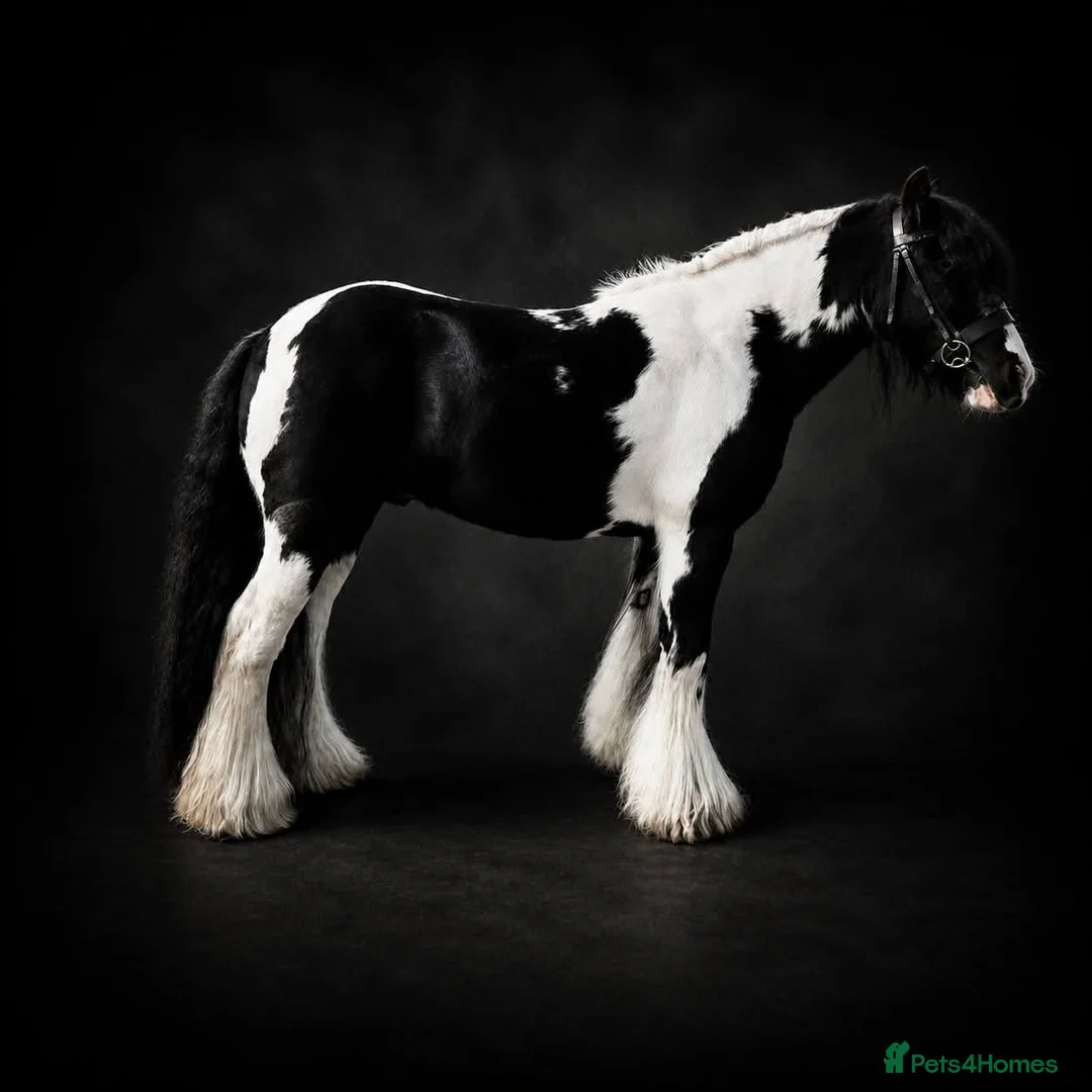 Riding pony horses for sale: Tommy Perfect 2nd pony Pony club pony in Rochester - Advert 1