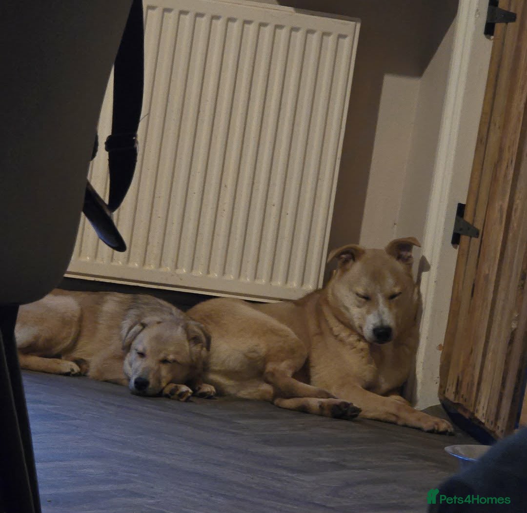 Mixed Breed dogs for adoption: Barney for adoption - Advert 4