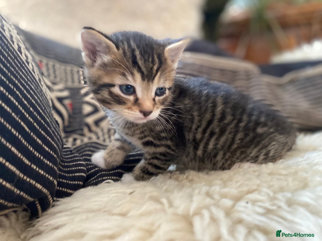 Mixed Breed cats for sale: Four beautiful little kittens - Image 3