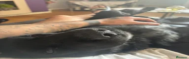Cocker Spaniel 1