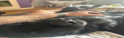 Cocker Spaniel dogs for sale: 3 year old cocker spaniel Jet in Mansfield - Advert 1