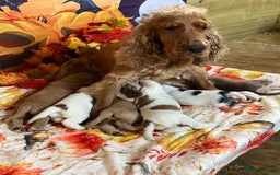 Cocker Spaniel dogs for sale: Exceptional KC registered Show Cocker Spaniels  - Image 1