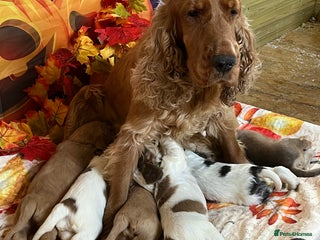 Cocker Spaniel dogs - Advert 4