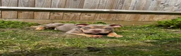American Bully dogs for sale: Beautiful pocket bully boy - Advert 3