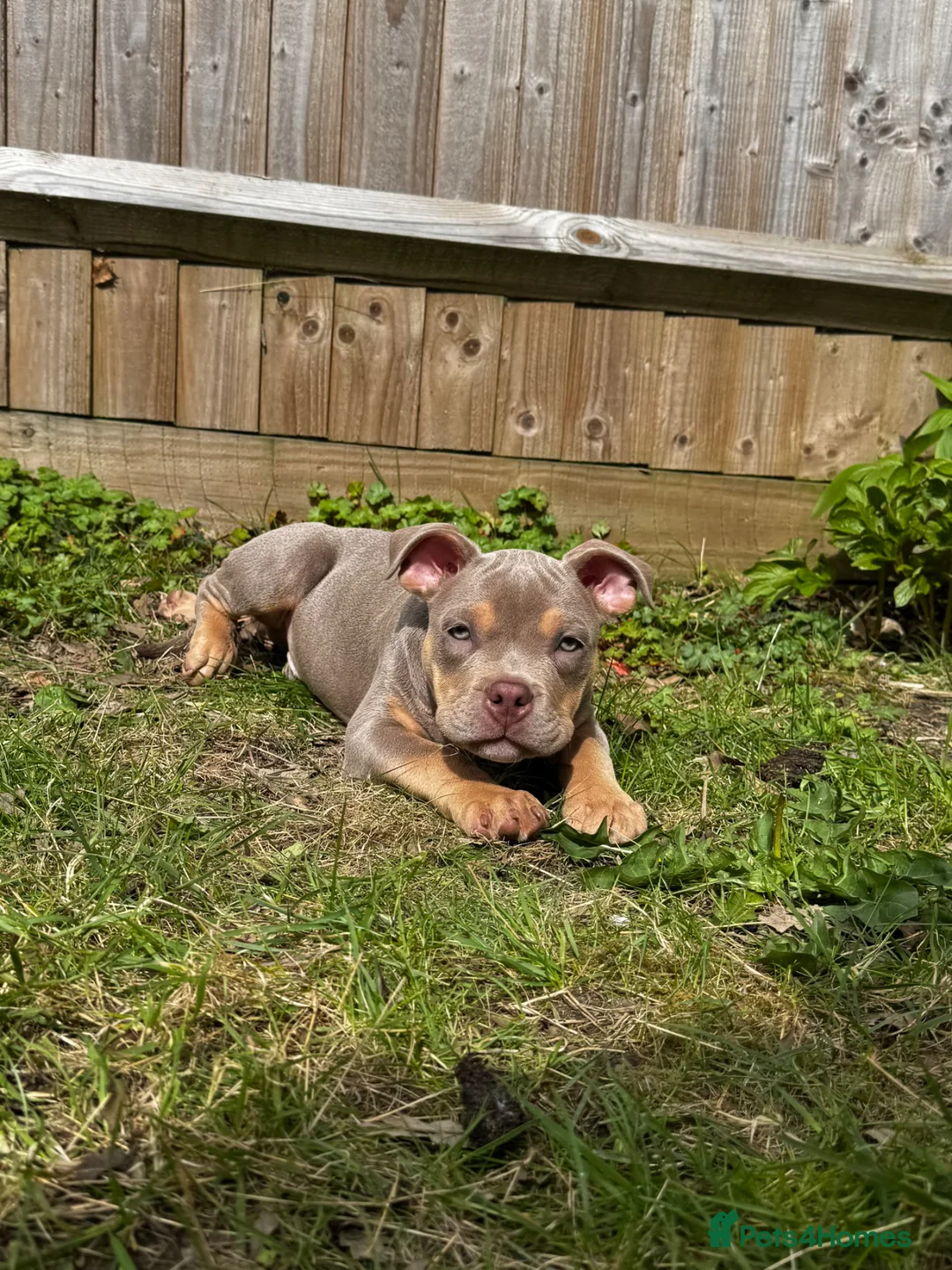 American Bully dogs for sale: Beautiful pocket bully boy - Advert 3