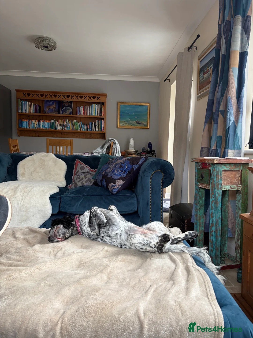 Cocker Spaniel dogs for sale: Beautiful Blue Roan Cocker Spaniel (working line) - Advert 2