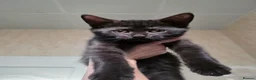 Arabian Mau cats for adoption: Horatio Nelson - Advert 1