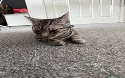 Bengal cats for sale: Two beautiful BSH/Bengal mix cats for sale  - Image 10