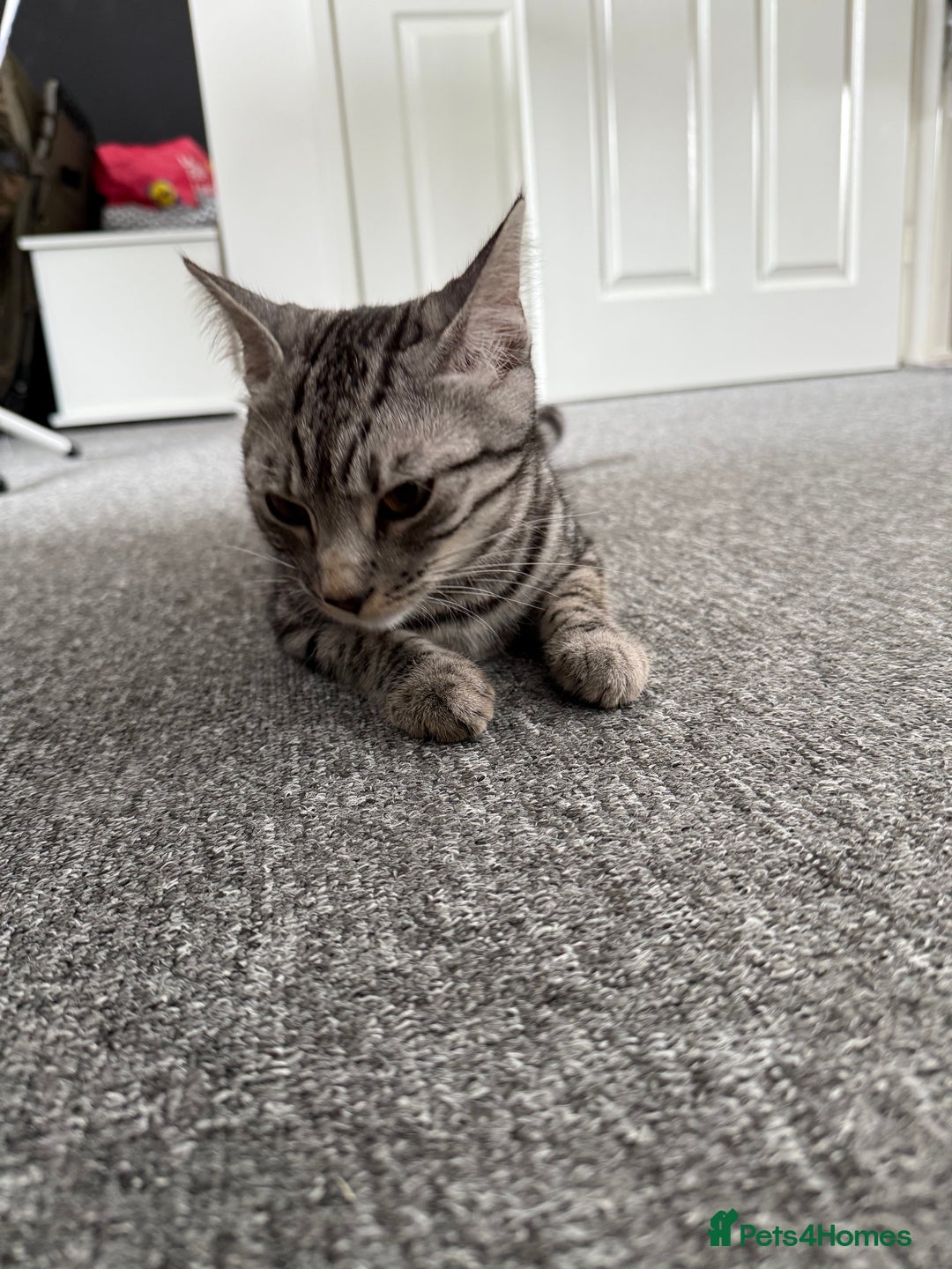 Bengal cats for sale: Two beautiful BSH/Bengal mix cats for sale  - Image 10