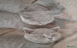 British Shorthair cats for sale: BRITISH SHORT HAIR KITTENS  in Gloucester - Image 13
