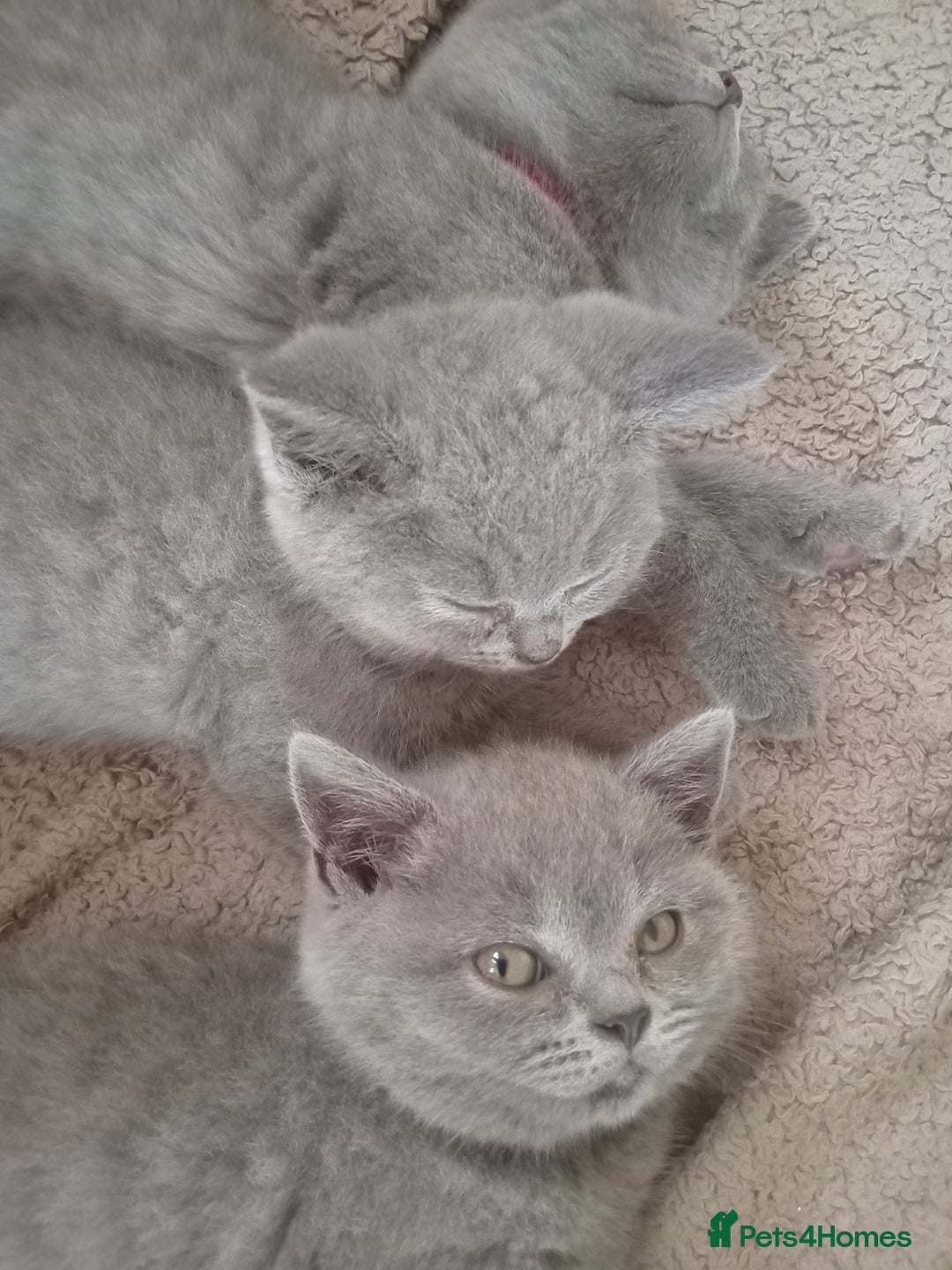 British Shorthair cats for sale: BRITISH SHORT HAIR KITTENS  in Gloucester - Image 13