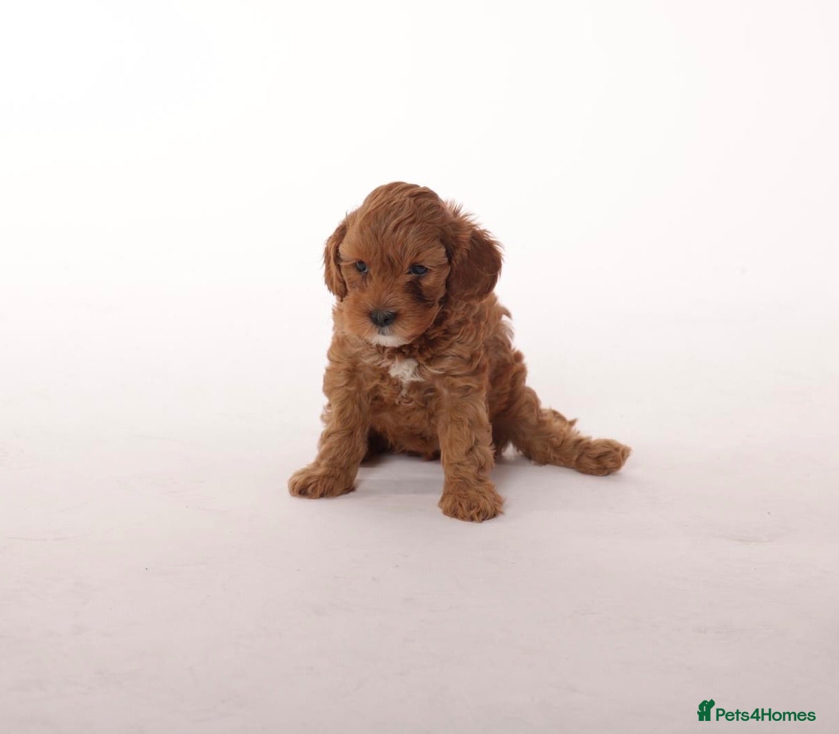Cavapoo dogs Beautiful litter of f2 Cavapoo puppies  - Advert 2