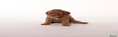 Cavapoo 3