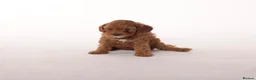 Cavapoo dogs for sale: Beautiful litter of f2 Cavapoo puppies  in Northwich - Advert 2