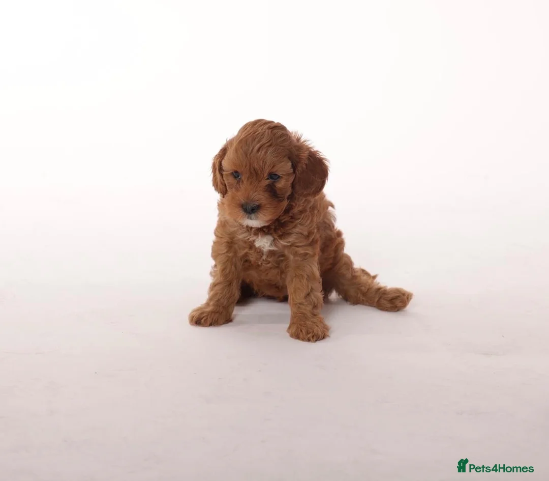 Cavapoo dogs for sale: Beautiful litter of f2 Cavapoo puppies  in Northwich - Advert 2