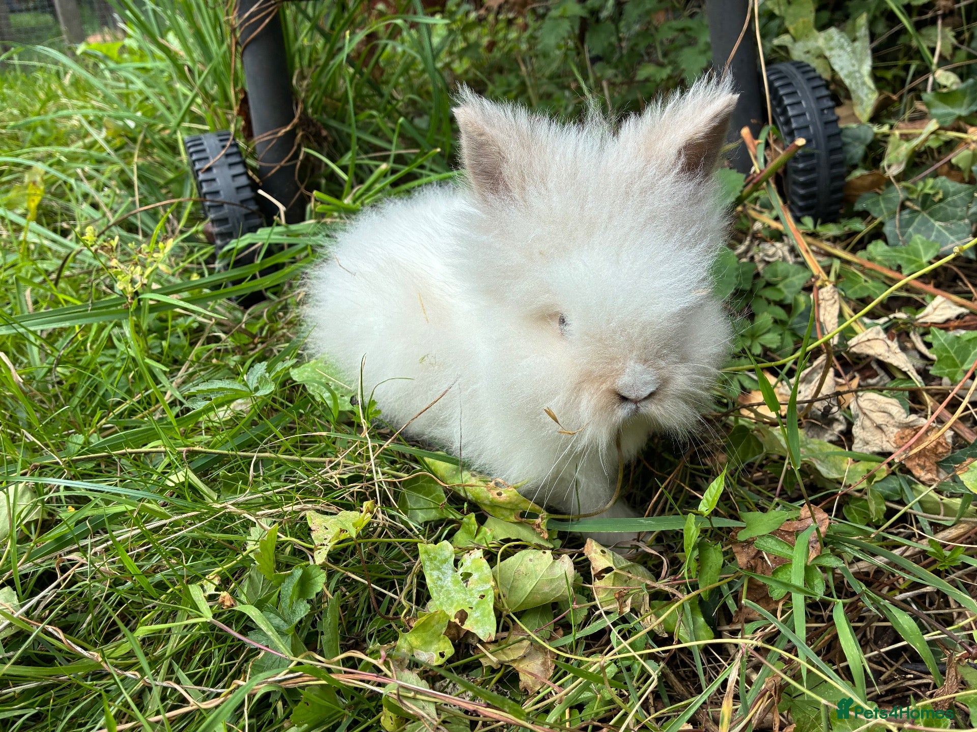 Lionhead rabbits 1 beautiful lionhead boy  - Advert 5