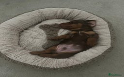 Miniature Dachshund dogs for sale: Miniature dachshund puppy  - Image 7