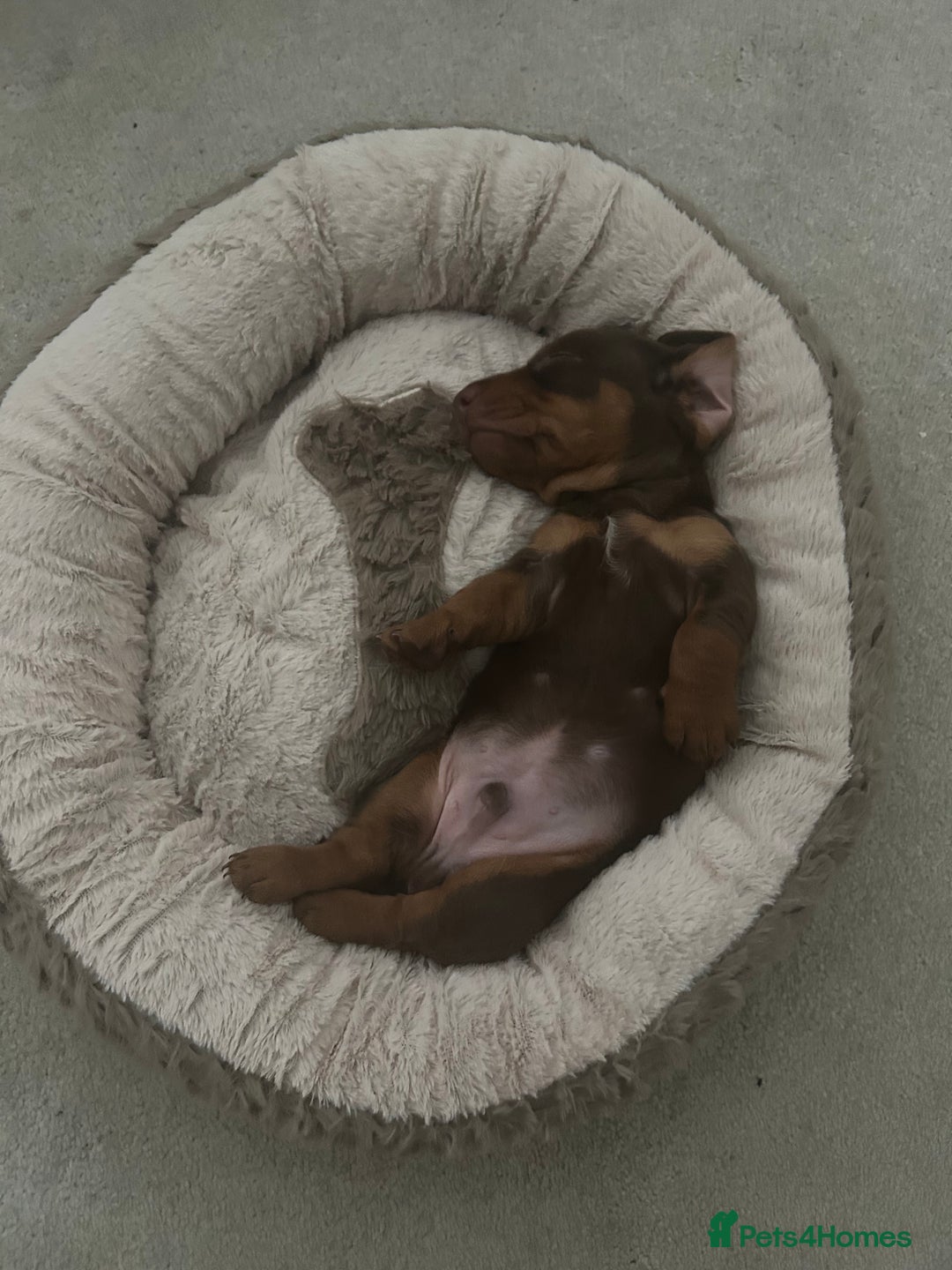 Miniature Dachshund dogs for sale: Miniature dachshund puppy  - Image 7