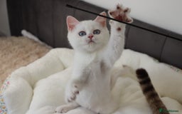 British Shorthair cats for sale: Ready CH Bloodlines BSH TICA registered kittens in Feltham - Image 19