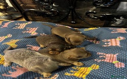 Miniature Dachshund dogs for sale: Stunning full pedigree Miniature Dachshunds  - Image 32