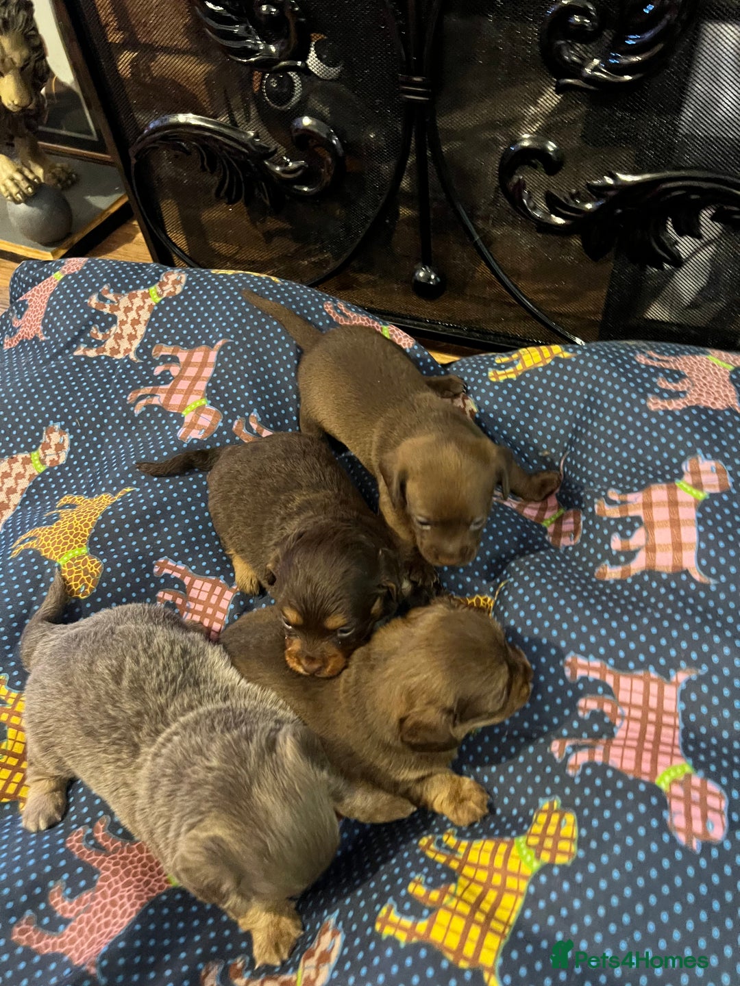 Miniature Dachshund dogs for sale: Stunning full pedigree Miniature Dachshunds  - Image 32
