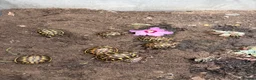 Tortoise reptiles for sale: Western Hermanns Tortoise - Advert 6
